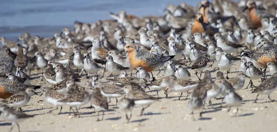 Pássaros e aves migratórias, projeto associado a Margem Equatorial