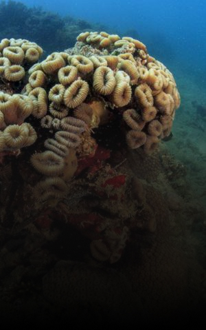 Recife de corais submerso com diferentes formações coralinas e vida marinha, representando a biodiversidade dos ecossistemas oceânicos.