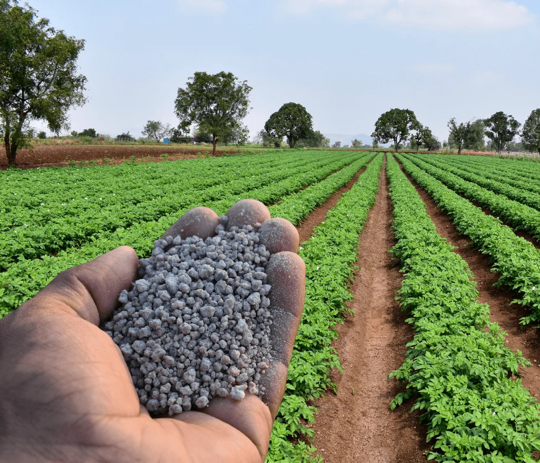 Hand holding fertilizer in front of an agricultural plantation, showing one of the Petrobras Sulfur derivates.