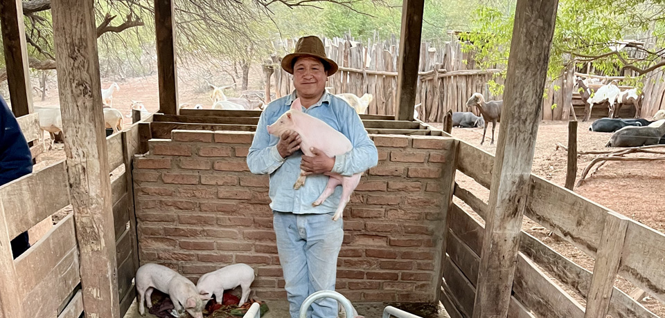 producion porcina y apicola