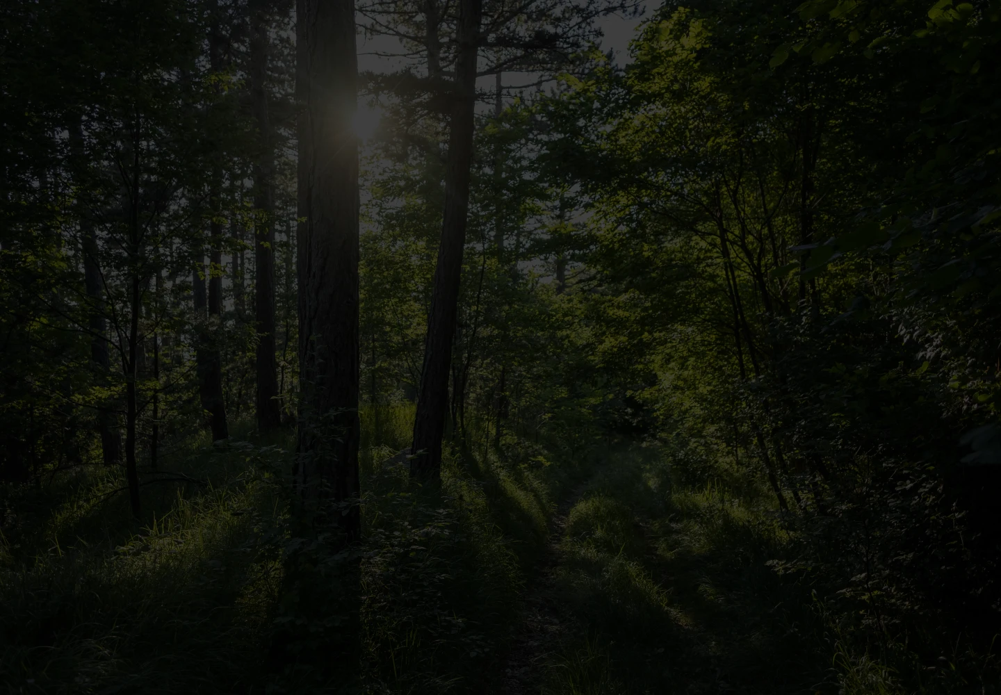 Daytime photo of a Brazilian jungle, in which the Sun comes up between tree trunks and leaves.