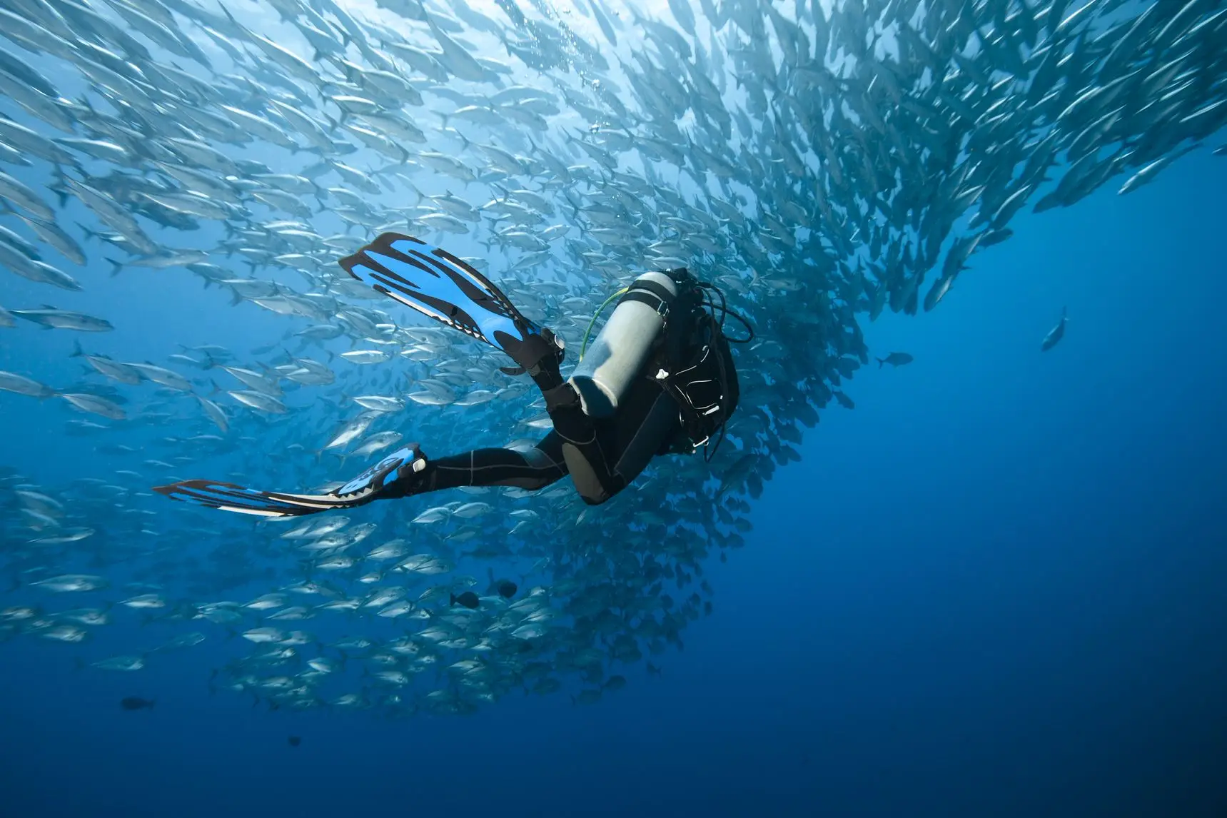 Mergulhador no fundo do mar, próximo a cardume de peixes.