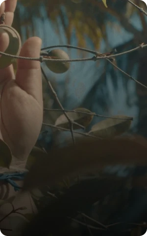 Person holding a branch with a mangaba fruit, considered the fruit of the future.