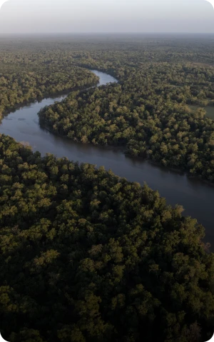 Basin surrounded by dense nature. It resembles the Amazon Rainforest.