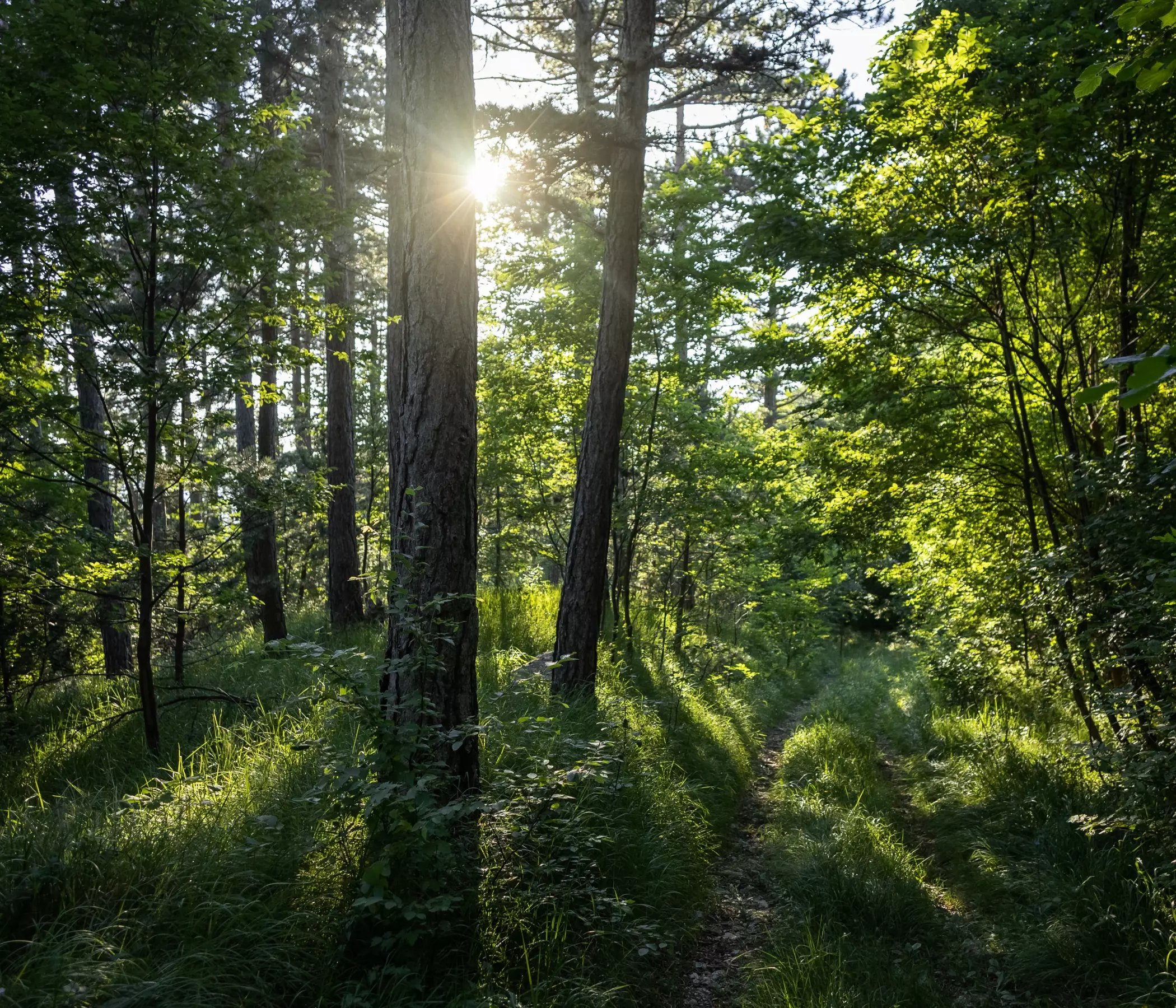 Photo of a dense forest, representing Petrobras' focus on environmental conservation.