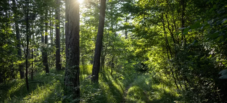 Foto de uma densa floresta, representando o foco da Petrobras na conservação do meio ambiente.