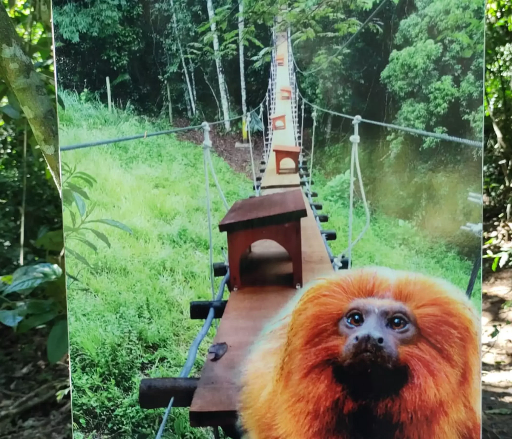 Foto de um cartaz em uma árvore, sinalizando uma travessia de passagem de micos-leões-dourados na Mata Atlântica.